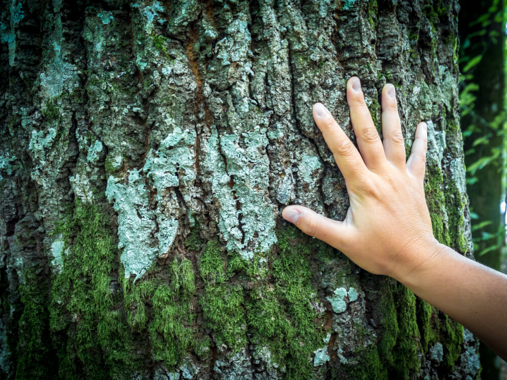 Riserva Naturale Foresta Umbra